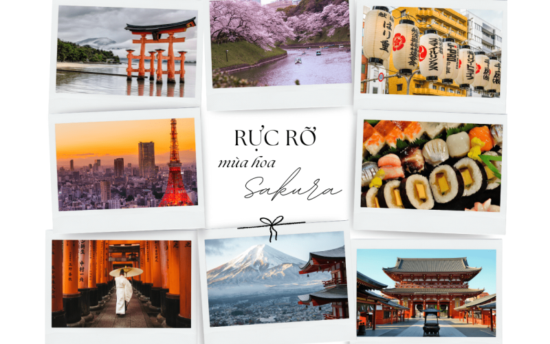 RỰC RỠ SẮC HOA ANH ĐÀO 2026