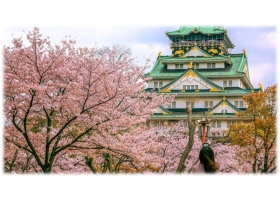 NGẮM HOA ANH ĐOÀ (SAKURA) 2026