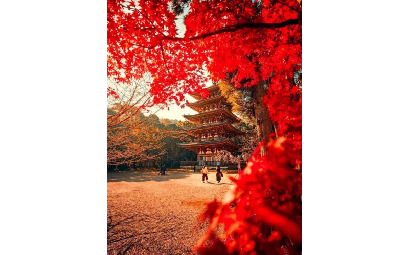 MÙA THU HOKKAIDO – NHẬT BẢN